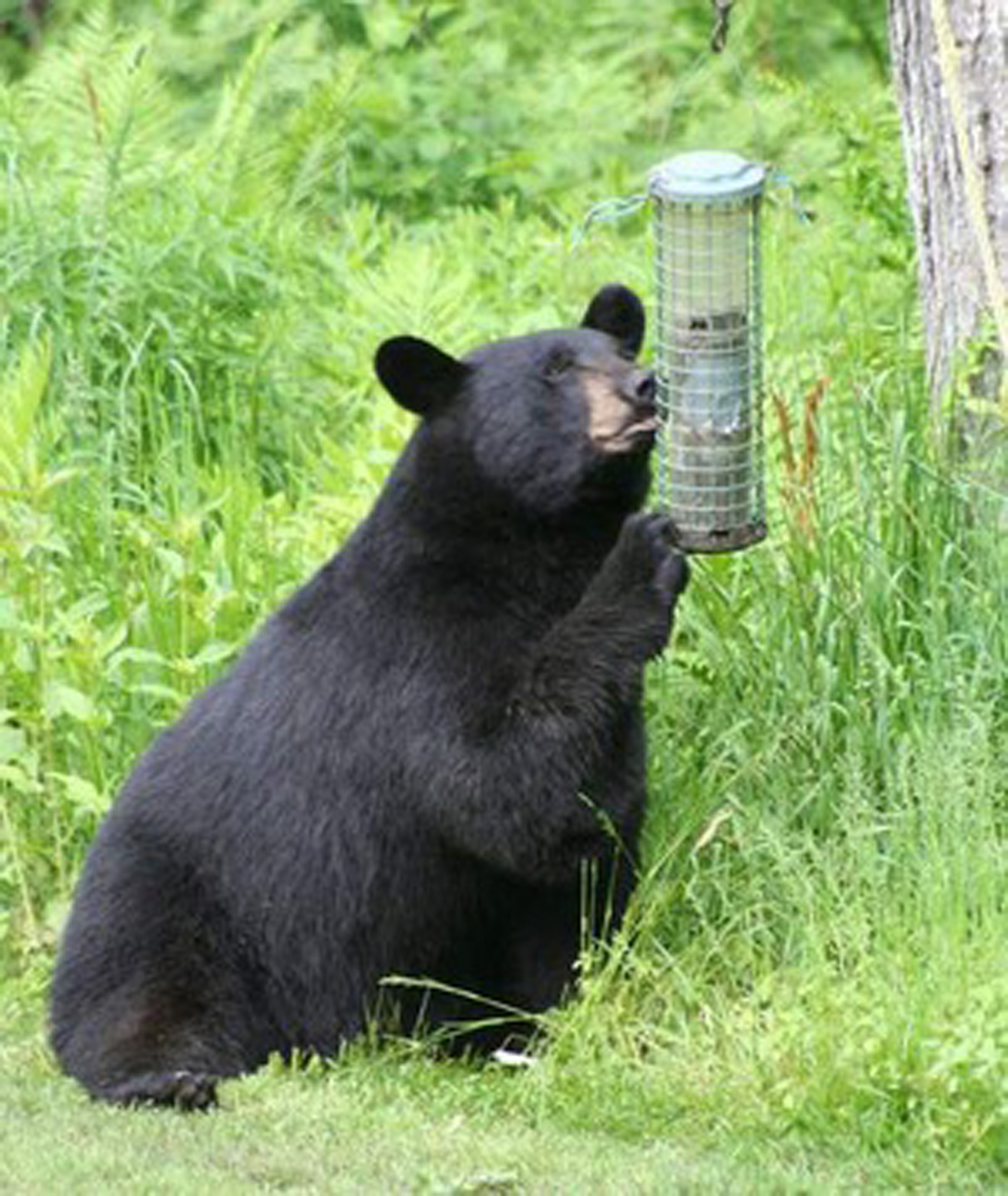 DEC warning Bears like bird feeders News, Sports, Jobs Observer Today